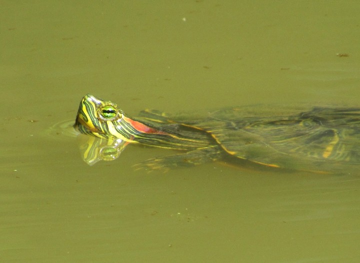 Red-ear Slider